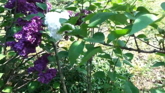 Clématite montana 'Mayleen', Pivoines arbustives de Chine, Lilas et pommier en fleurs смотреть онлайн