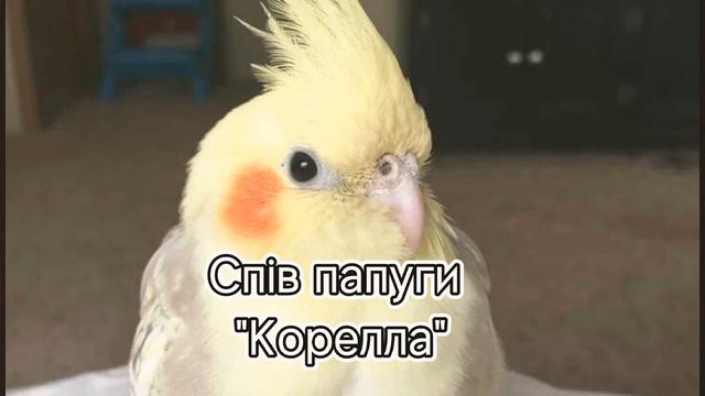 Спів папуги "корелла"😃 смотреть онлайн