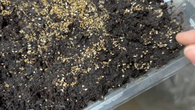 Как я выращиваю ранункулюсы ( часть 1) смотреть онлайн