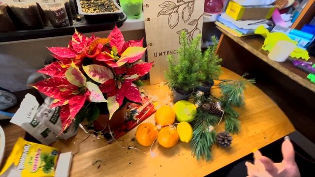 Новогодние покупки в зимний сад - Пуансеттия и Ель Коника. смотреть онлайн