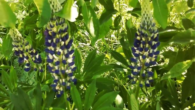 🌺Люпин (прекрасная мелодия) смотреть онлайн