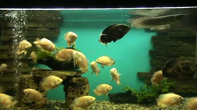 #Aquarium Fish// Aquarium//  Arowana Fish // аквариум// кормление //астронотус // приколы❤️❤️❤️