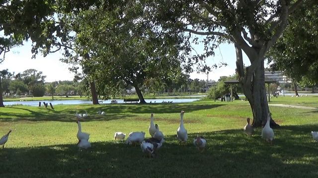 Флорида Ялта Фокус с домом