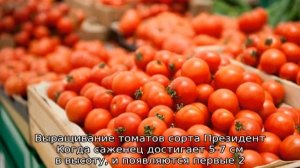Томат Президент