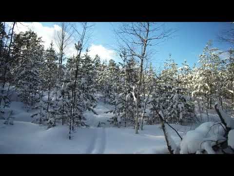 Прогулка по зимнему лесу 4k смотреть онлайн