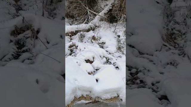 Вечерняя прогулка вдоль реки Горетовки на окраине города Зеленограда. смотреть онлайн