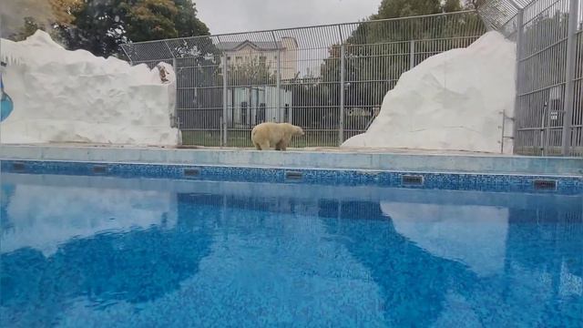 Пензенский зоопарк смотреть онлайн