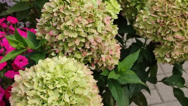 Супер -новинки 2022 ‼️Метельчатые гортензии Bee Green и Bee Sweet ?? смотреть онлайн