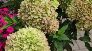 Супер -новинки  2022 ‼️Метельчатые гортензии Bee Green и Bee Sweet ??