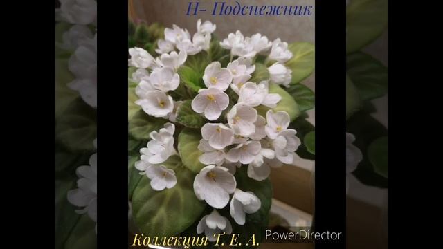 Фото фиалочек мини / полумини из моей коллекции смотреть онлайн