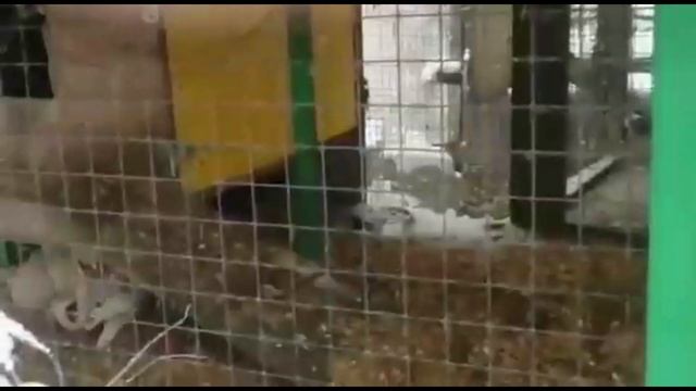 Степная лисица Маня - самая скромная лисичка смотреть онлайн