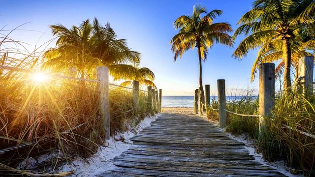 Картинка лето. Пляж, тропа, солнце, пальмы, небо. Billede sommer. Strand, spor, sol, palme, himmel смотреть онлайн
