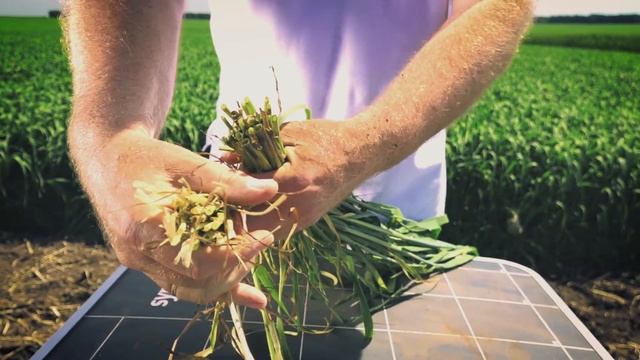 Защита зерновых культур. Часть 1. Тульская область смотреть онлайн