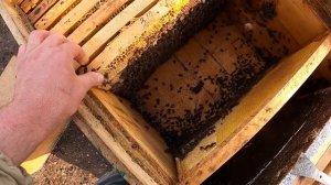 Пчеловодство в ульях лежаках от А до Я /  Работа с лежаками весной