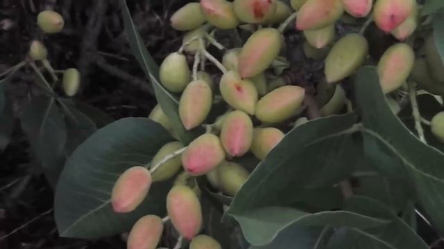 КАК РАСТУТ ЭКЗОТИЧЕСКИЕ ФРУКТЫ, ОВОЩИ И СПЕЦИИ смотреть онлайн