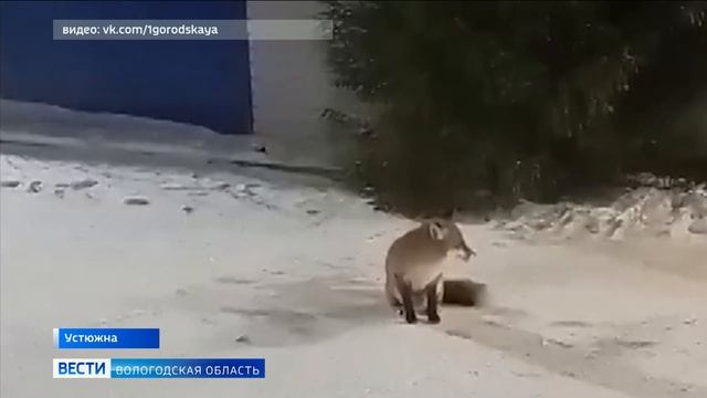 Бесстрашная лисица поселилась возле одной из заправок в Устюжне смотреть онлайн