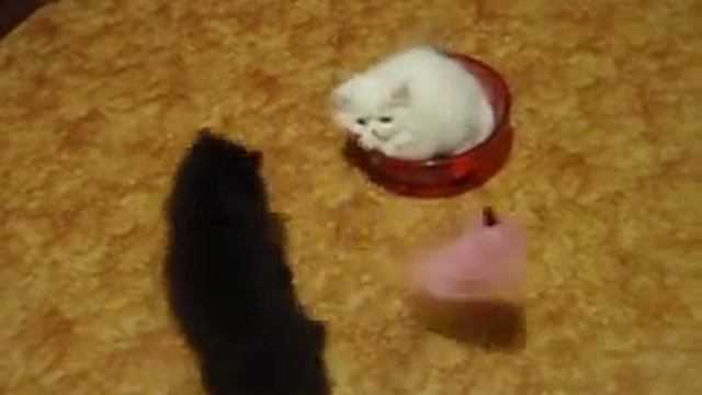 самые красивые персидские котята! смотреть онлайн