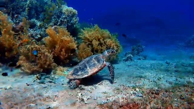 Underwater Ocean relaxing sound sea creatures by relax zone смотреть онлайн
