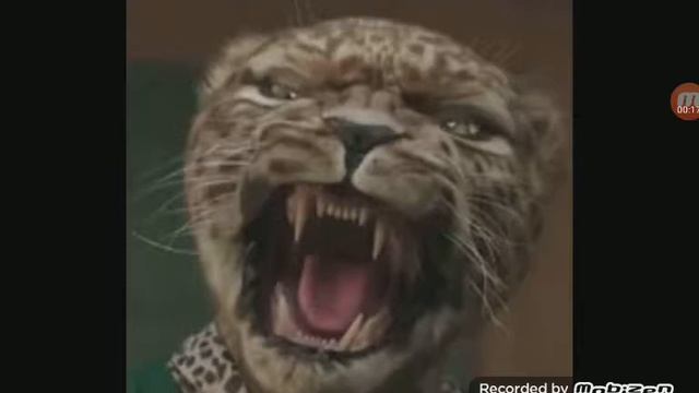 Леопард рычит! смотреть онлайн