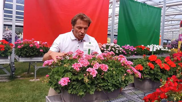 Pelargonium zonale: Dolomites Rose Eye - DE смотреть онлайн