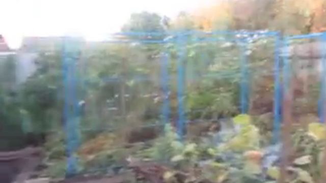 Как легко сделать разборную опору для высокорослых томатов? смотреть онлайн