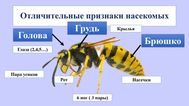 Разнообразие животных Насекомые смотреть онлайн