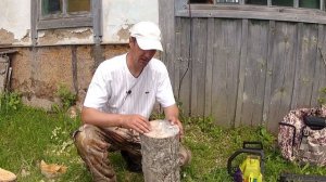 Как посадить грибы вешенки у себя на дачном участке. Сажаю грибы на березовый пень.