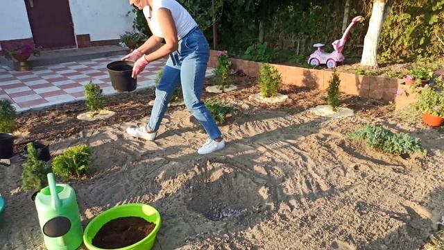 Красивая клумба из хвойных своими руками смотреть онлайн