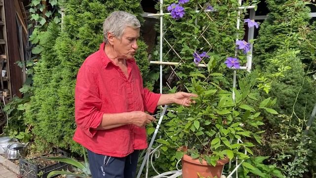 Моя своя лаврушка смотреть онлайн