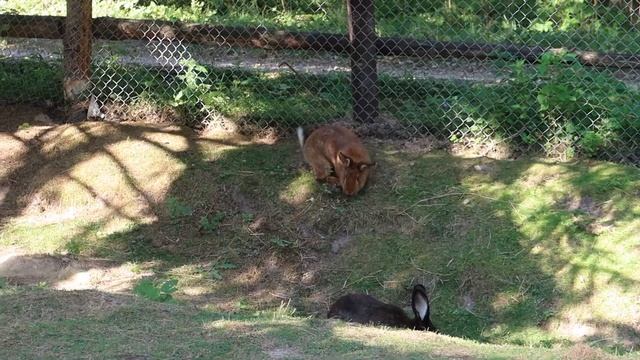 Рыбалка на поплавок и отдых в Подмосковье в усадьбе Рыбацкое смотреть онлайн