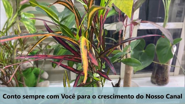 #Picasso's,  Cróton Picasso!  #PauloBonsai😉😍