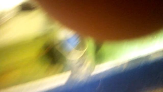 Северум Красный Жемчуг (мальки) смотреть онлайн