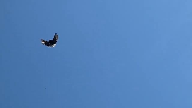 Мелитопольские голуби. Опять двадцать пять…