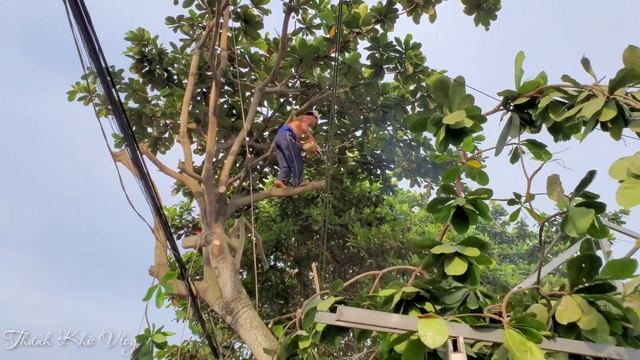 Vua Khỉ Miền Tây Cưa Cây Bàng Nhớt Ngoài Quốc Lộ Có Nhiều Xe Cộ Qua Lại Và Đường Dây Điện Chằng Chị смотреть онлайн