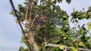 Vua Khỉ Miền Tây Cưa Cây Bàng Nhớt Ngoài Quốc Lộ Có Nhiều Xe Cộ Qua Lại Và Đường Dây Điện Chằng Chị