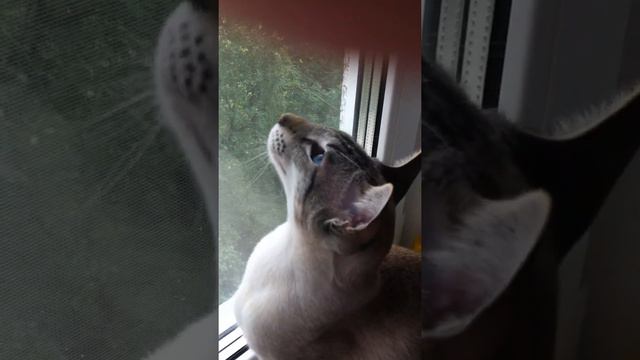 Sema scolds the birds/Сема ругает птиц смотреть онлайн