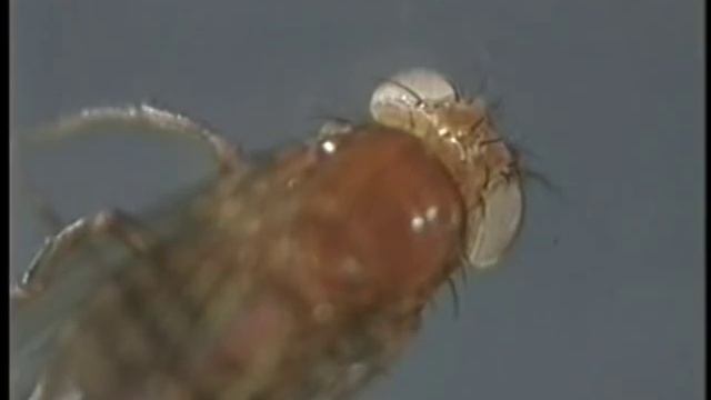 Drosophila genetic mapping смотреть онлайн