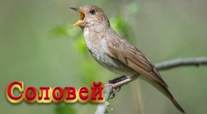 Соловей. Трели соловья  Nightingale. Nightingale trills