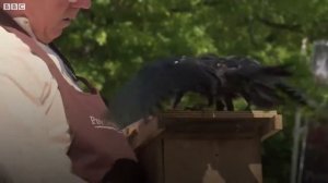 Во французском парке грачей научили собирать мусор и окурки. И делают они это не бесплатно.