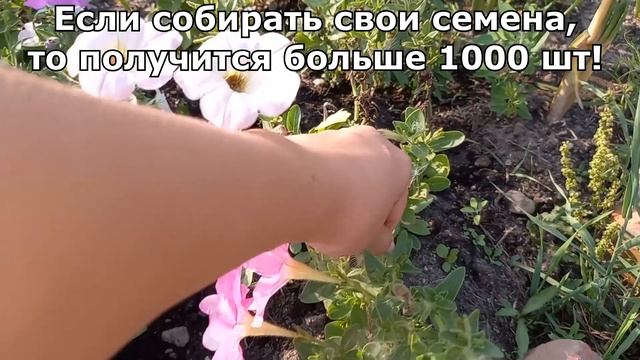 Петуния из семян (покупала в Леруа Мерлен за 1 рубль) смотреть онлайн