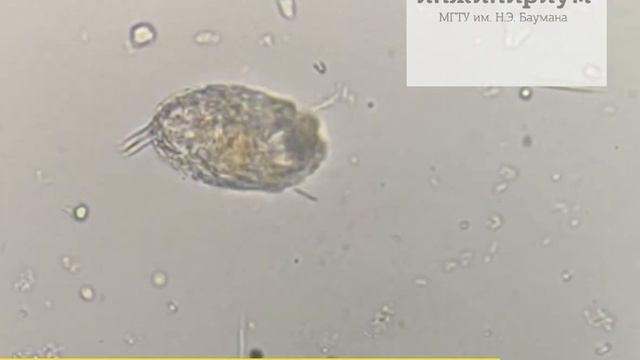 Интенсив по Биотехнологиям в Инжинириум МГТУ им Н.Э.Баумана в г. Химки смотреть онлайн