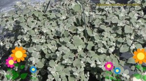 Гелихризум черешковый Микрофила. Краткий обзор, описание helichrysum petiolatum Microphylla