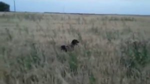 Натаска молодой легавой по перепелу. Дратхаар, сука, 1,2 года. Курская область
