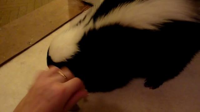 скунс BEMBY смотреть онлайн