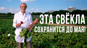 Лучшие сорта свёклы для длительного хранения. Выбираем свеклу для посева.