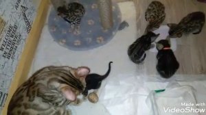 Чем кормить Бенгалов