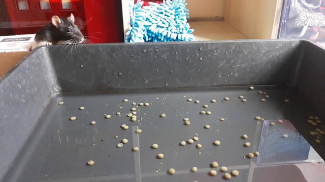 Ratten beim Essen zuschauen смотреть онлайн