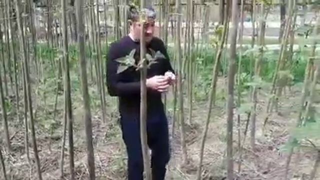 Павлония дарахти хусусиятлари ва маслахатлар смотреть онлайн