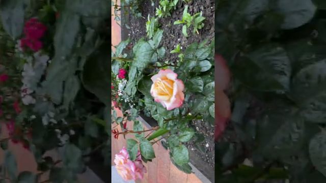 Роза Кордес Юбилей после дождя смотреть онлайн