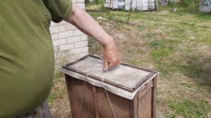 Как поймать рой. Что поставить в ловушки для пчел. Чем обработать ловушки для роёв. Охота началась